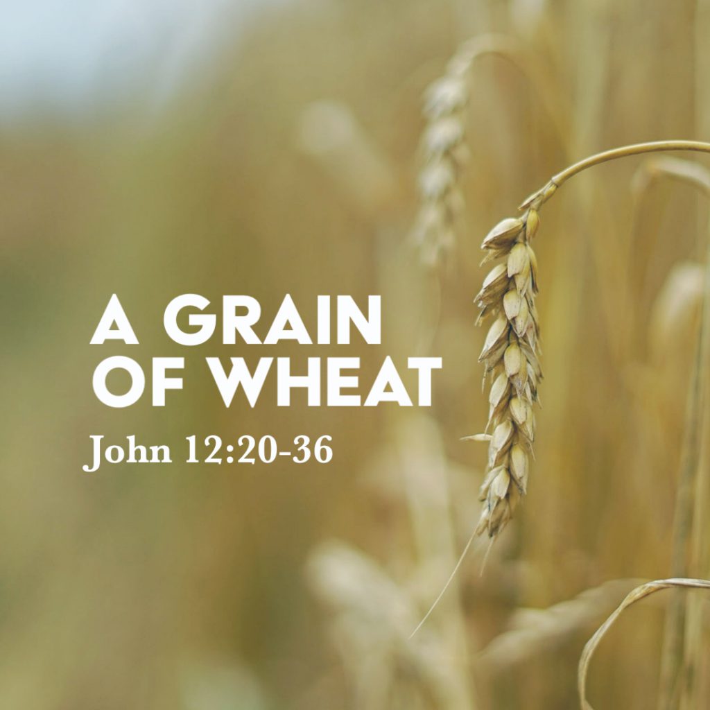 john-12-20-36-a-grain-of-wheat-god-centered-life